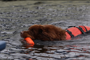 Watertraining met honden