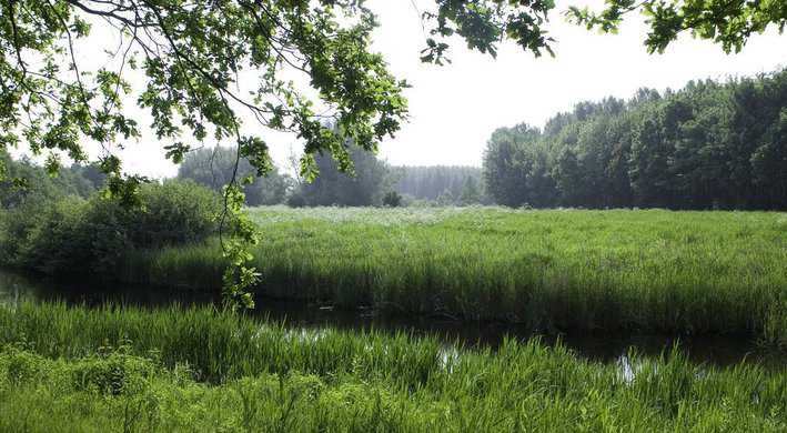 Purmerbos paardrijden
