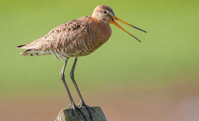 2018 cursus weidevogels Landschap Noord-Holland