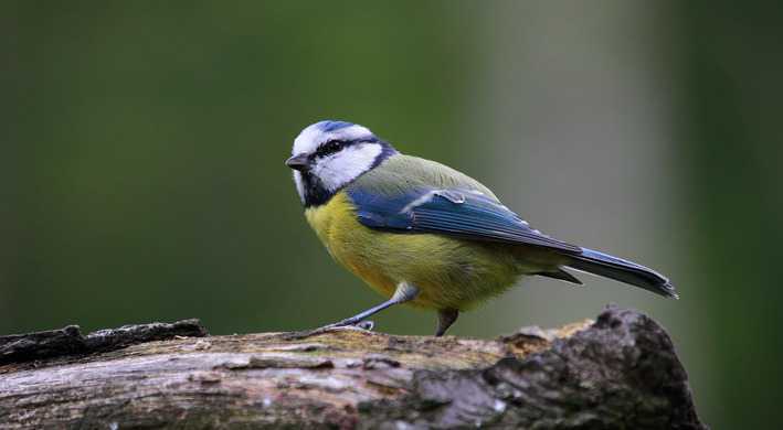 Twiske gratis vogelcursus