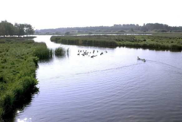 2020 zwaluwen en Stootersplas