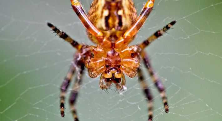 2020 spin bij artikel herfst en spinnen