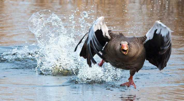 2020 vogelgriep wilde gans