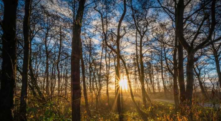2020 Twiske in herstkleuren