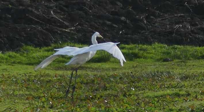 Zilverreiger foto Joke