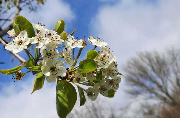 2021 perenboom in bloei