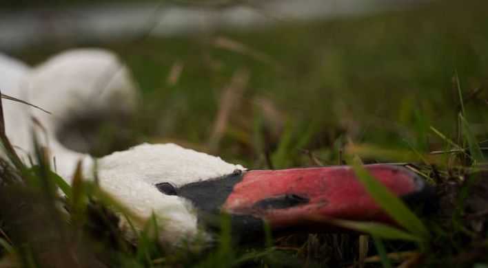 2022 Vogelgriep