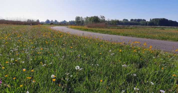 2022 bloeiende bermen in Het Twiske