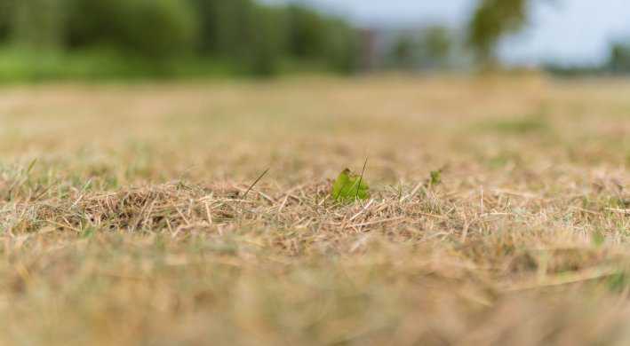 2023 Droog gras